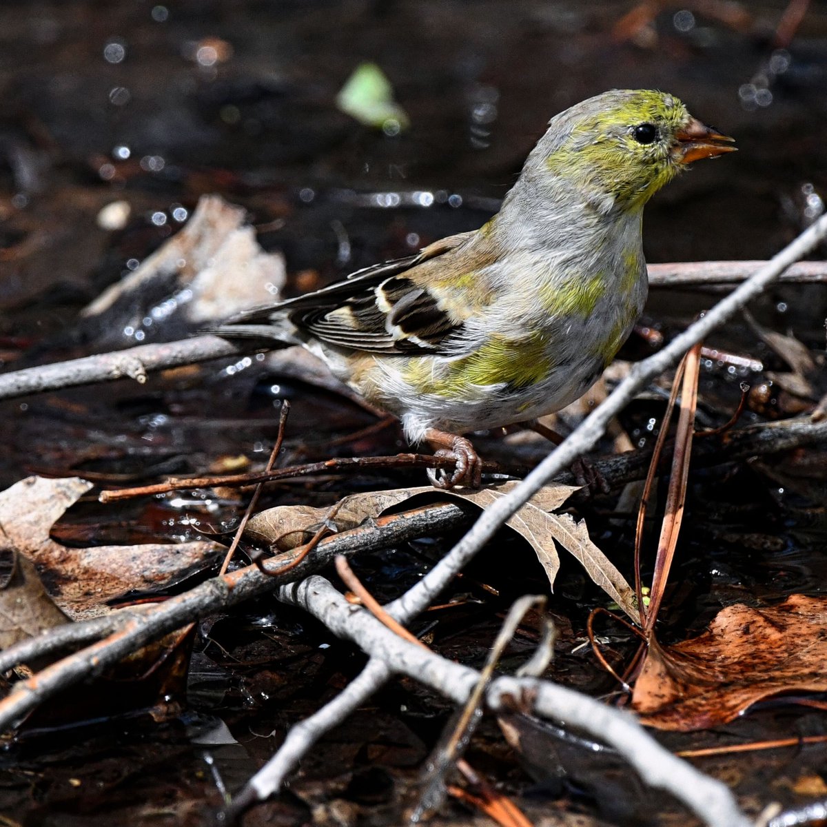 American Goldfinch in Brooklyn Botanic Garden today.