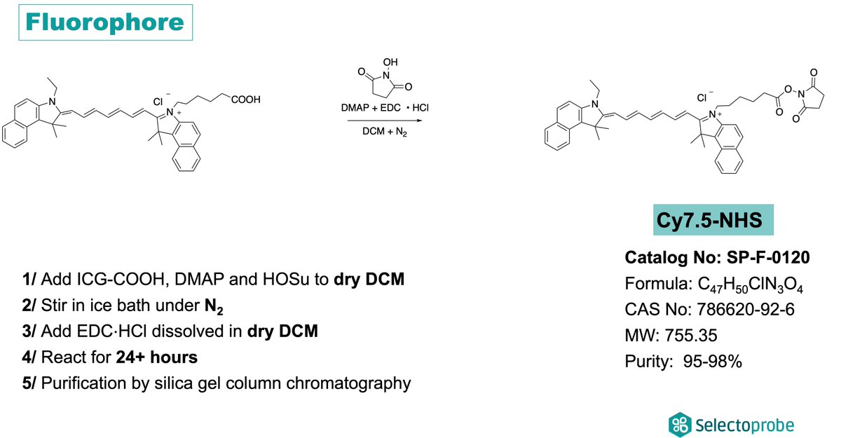 selectoprobe's tweet image. How to generate Cy7.5-NHS?
Starting from ICG-COOH, the reaction has to be conducted in dry DCM under nitrogen atmosphere. Reaction takes 24+ h to be complete and the final product still has to be purified by silica gel column chromatography. 
Get yours @selectoprobe!