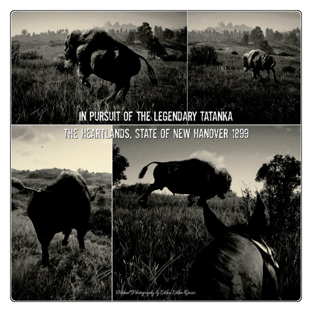 In pursuit of the legendary tatanka The Heartlands / State of New Hanover #RedDeadOnline #VirtualPhotography | #ThePhotoMode | #ArtistofSociety | #WorldofVP #VPGAMERS | #VPRT | #WIGVP | #VPisArt | #VGPUnite | #FutureVPSupport #BlackAndWhitePhoto | #AnimalMonday