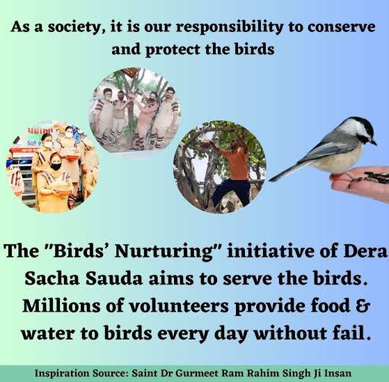 Feeding feathers birds is a testament to our commitment to preserve and protect the natural world, ensuring a legacy of care for generations to come.
#FeedFeatheredFriends
#SaveBirds
Saint Dr MSG Insan