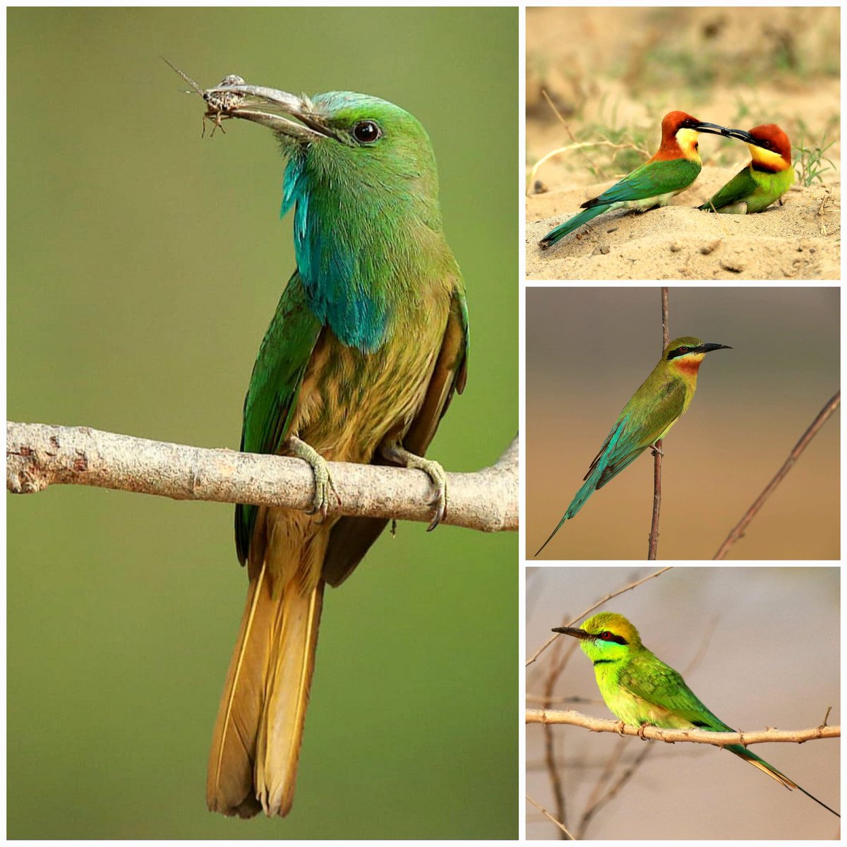 Summer is the breeding season for all these Bee-eaters in North India. They make nest holes in vertical walls along water bodies. Clockwise - Blue bearded bee-eater, Chestnut-headed bee-eater, Blue-tailed bee-eater, common green bee-eater. @moefcc @DudhwaTR @rameshpandeyifs