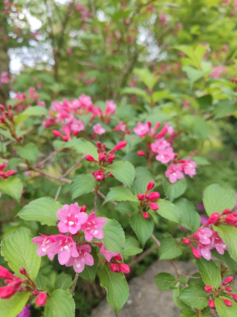 GermC06908789's tweet image. 🚶‍♀️🚶🏻‍♂️放下烦恼，我们去散步吧！The sky is clear, the sun is shining perfectly, and every step in the park is in rhythm with spring. 🌸((☀️⥎☀️))🌸Let go of worries, let's go for a walk! #GoodWeather #ParkWalk#好天气 #公园漫步 ＃互关 #springtime #Flowers