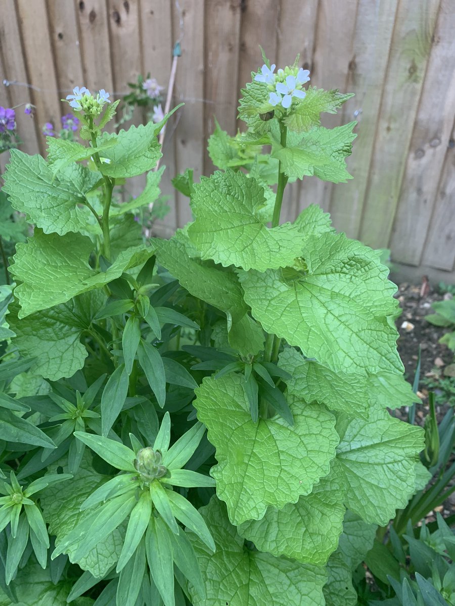 a_fallan's tweet image. Spotted my first orange tip butterfly in my new-ish garden yesterday.  I’ve deliberatively left garlic mustard for them.