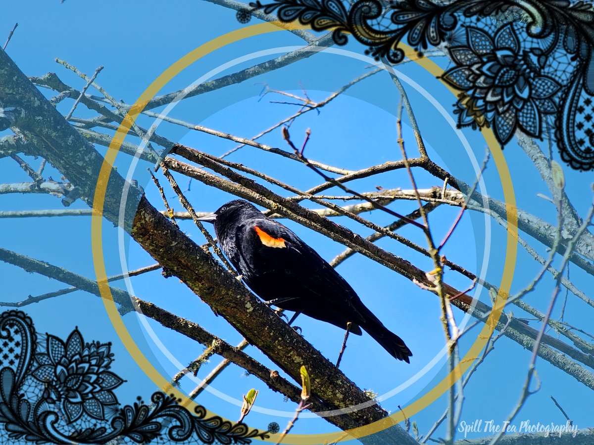 #spilltheteaphotography #oregon #pnw #redwingedblackbird #beautiful #birds