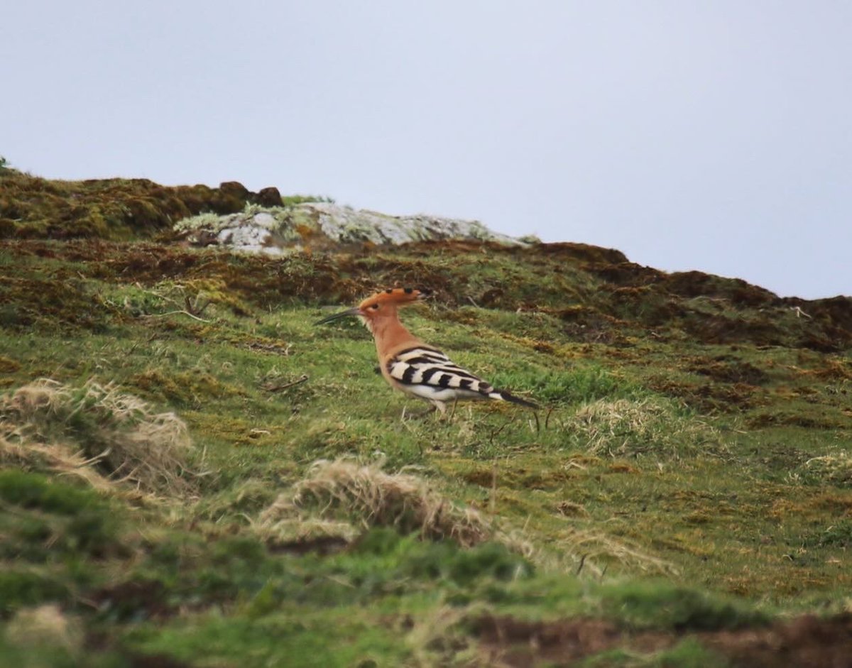 Zimbotash's tweet photo. A RARE sight! Hoopoes, a regular passage migrant to the UK &amp; are usually seen along the south and east coasts of England. They have been recorded at few locations in Scotland with the Isle of May being one of them.
#hoopoe #birding #birdingscotland #scotland #birds #bird https://t.co/zKbudve1ph