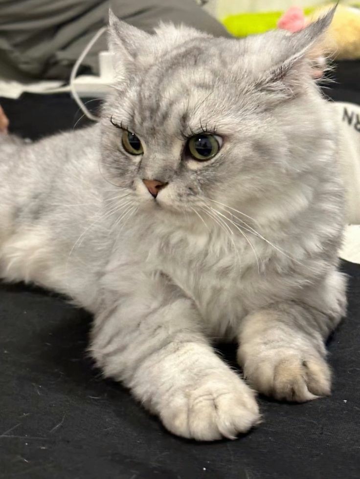 سرنديب🇾🇪🐅النت 😭فرجهاعلى وطني ياﷲ النت 😭 tweet media