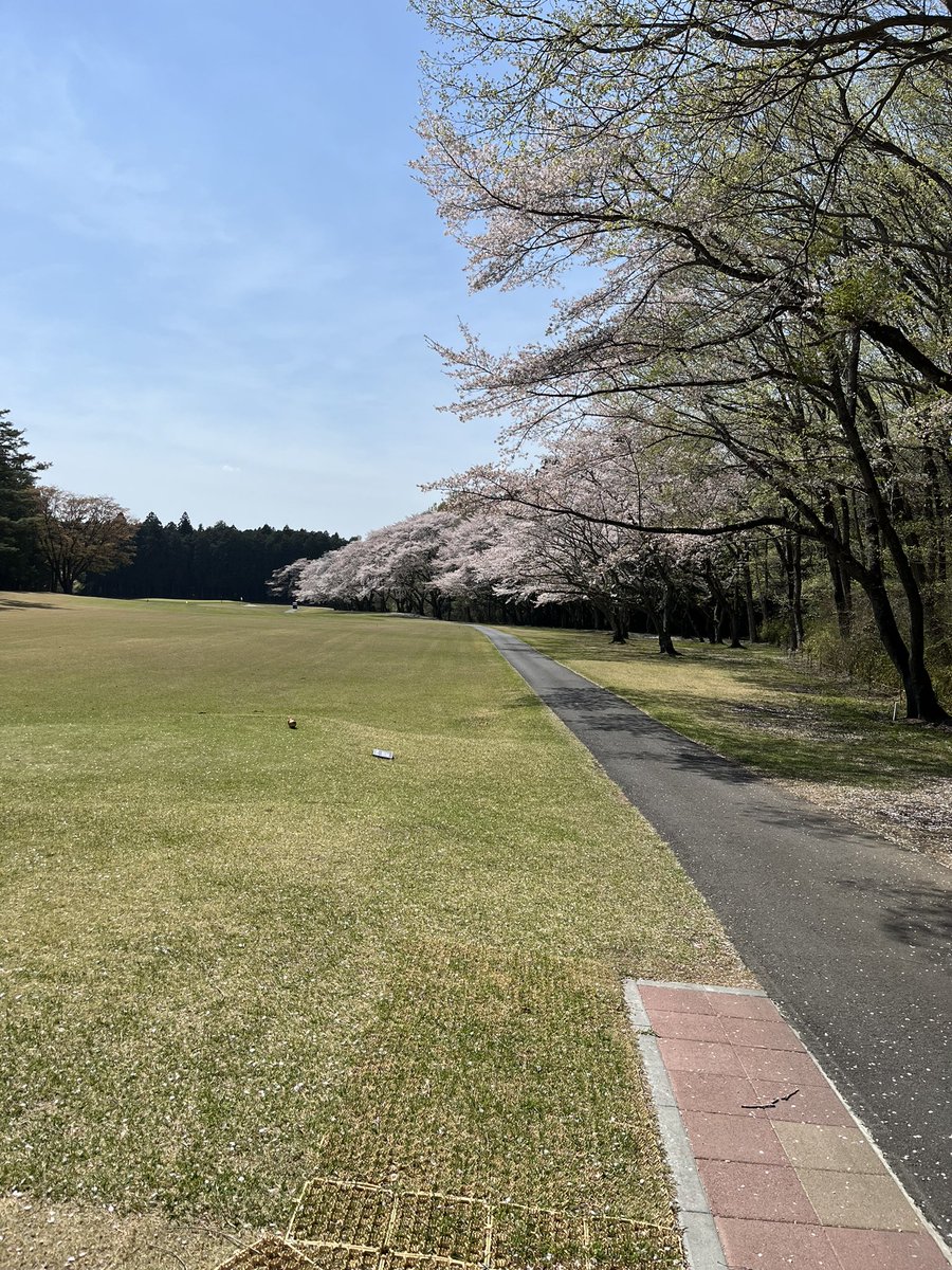 markum1124's tweet photo. 桜がキレイでした。スコアも久々80台！暑かった〜 https://t.co/ZsoFwP3WIT