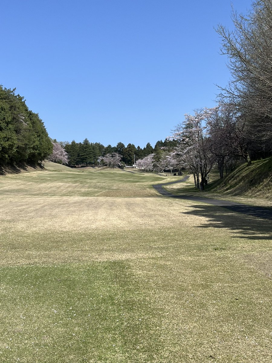 markum1124's tweet photo. 桜がキレイでした。スコアも久々80台！暑かった〜 https://t.co/ZsoFwP3WIT