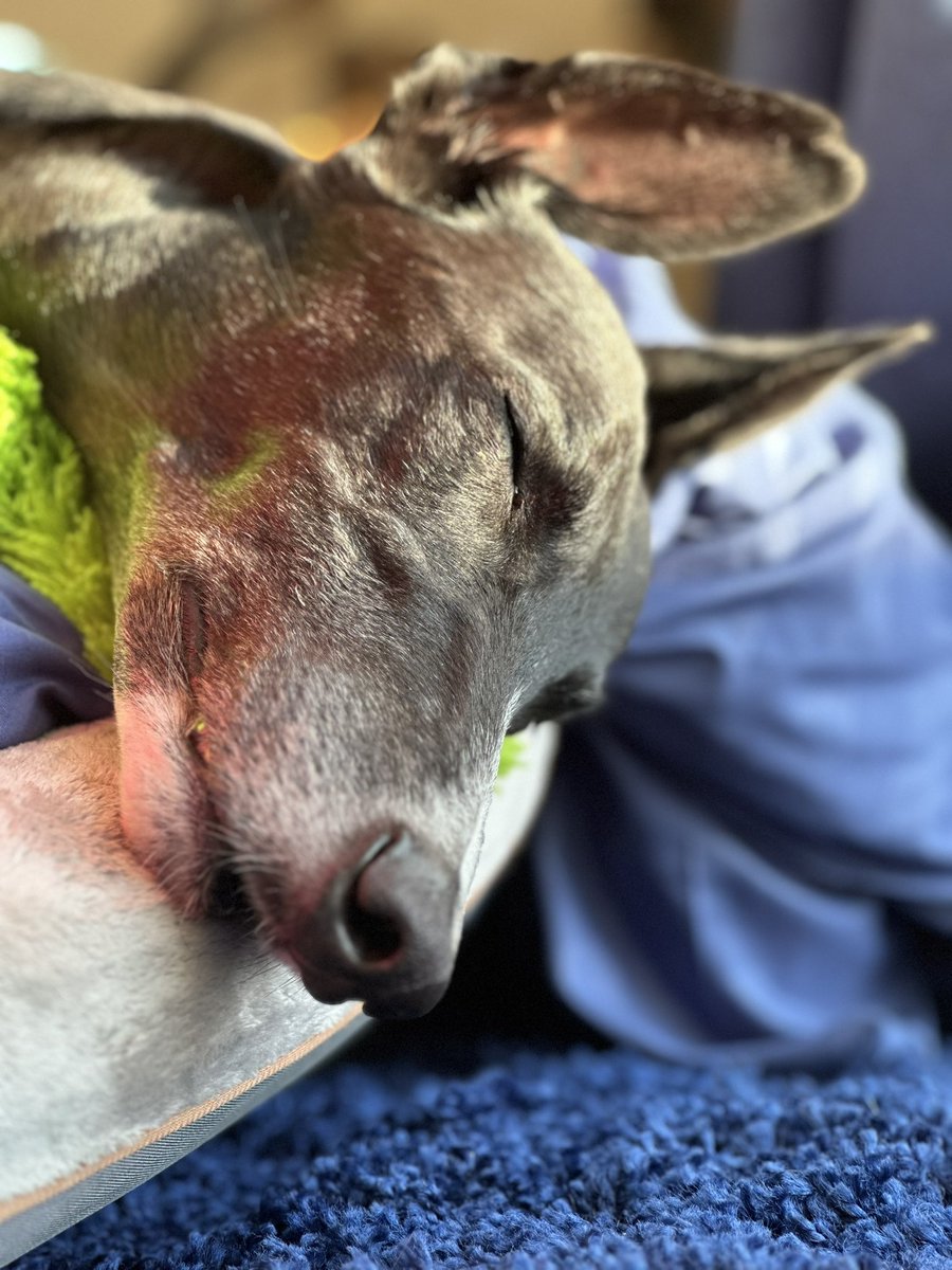 #HappyMonday! Snoozing in the sun before the rain starts- again!! Hope you have a great start to the week! Love Paddy 💙🐾🐾 #dogsofX #greyhoundsmakegreatpets #MondayMorning #greyhoundpaddy