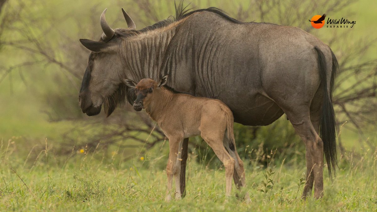 WildWingsSafari tweet picture