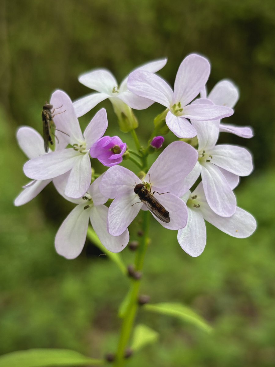 Cuckooflower and Coralroot (Cardamine pratensis and Cardamine bulbifera) in South Somerset 🌸🌿 @BSBIbotany @wildflower_hour