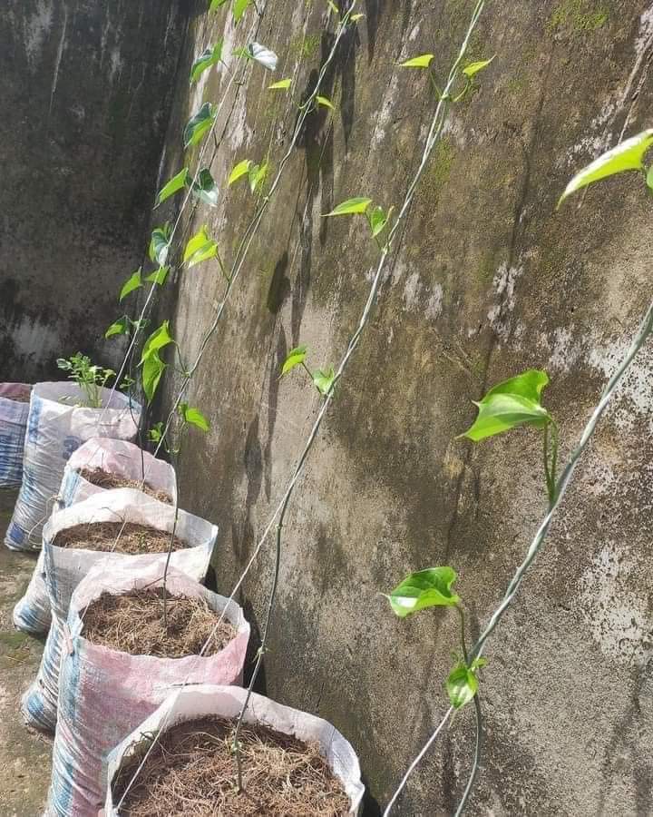 Again I stumbled on this trend of farming yam on my other Facebook account and decided to reshare before adopting the method. Here is how you grow yams from the comfort of your compound using this 6 steps. Stage 1 - Get ur sacks ready, cement sack or rice sacks, the bigger the…