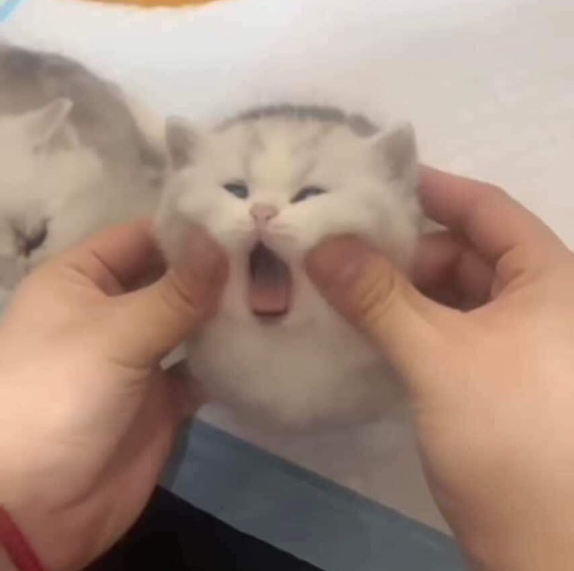 Punch Cat (@punchingcat) on Twitter photo 