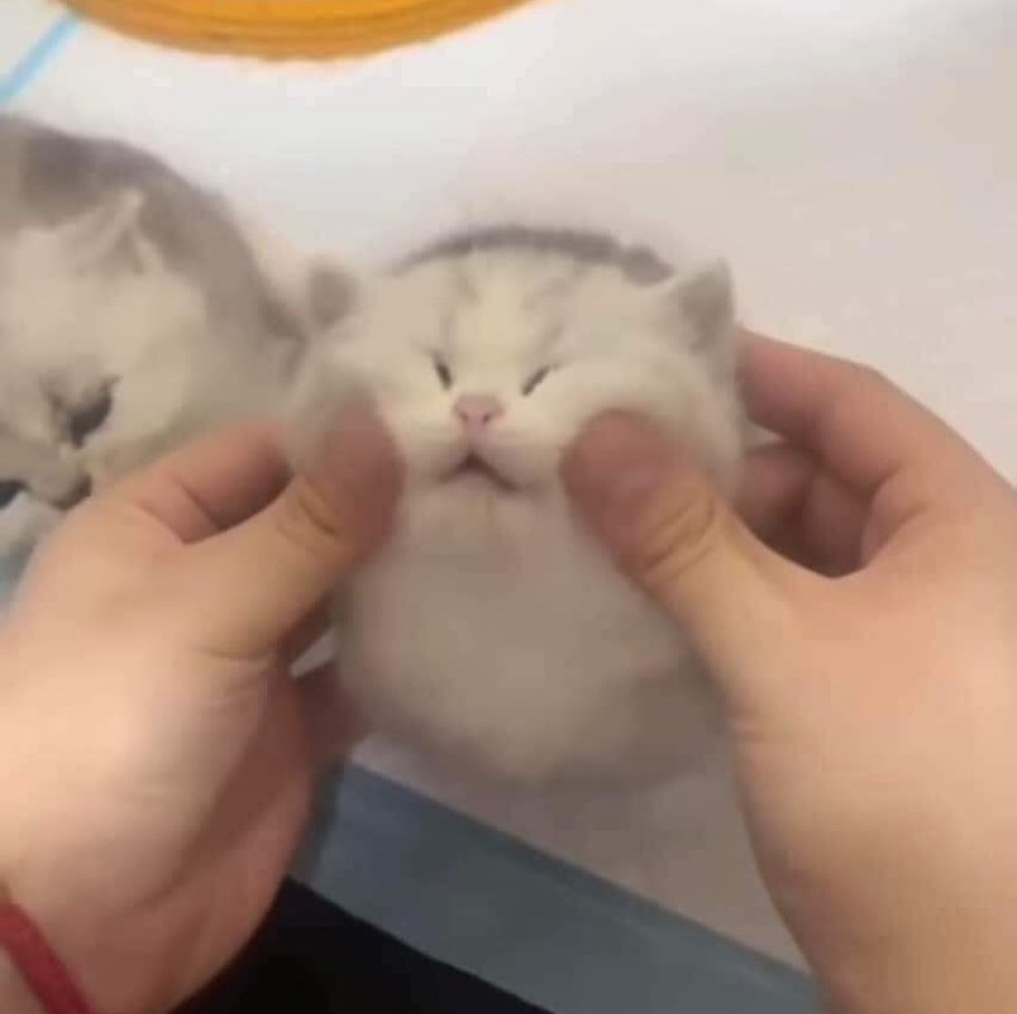 Punch Cat tweet media