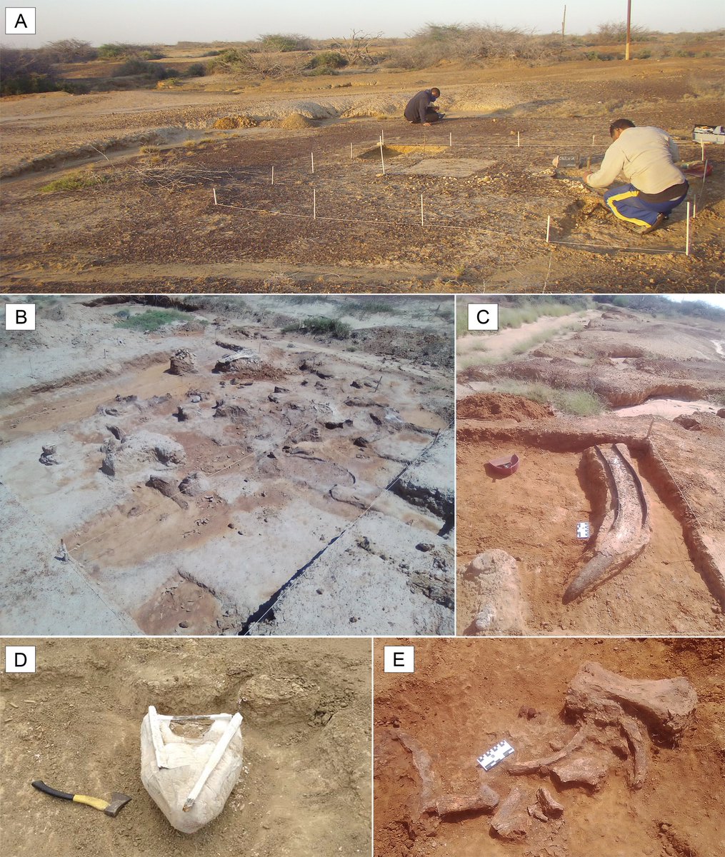 jorgedcb100's tweet photo. Cauca: megafaunal and felid fossils (Mammalia) from a Pleistocene site in northwest Venezuela.
https://t.co/pOGRtDhz5z
Our new scientific contribution for Venezuela
Nuestra nueva contribución científica para Venezuela https://t.co/g8KdvXud5E