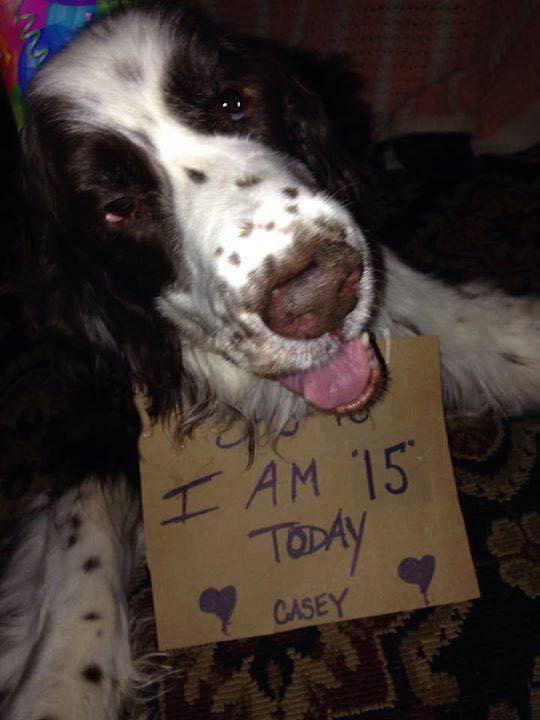 My baby CASEY is 15 today. He is an amazing friend. He is a devoted , wonderful shadow. He has given me 15 yrs of love and laughter.