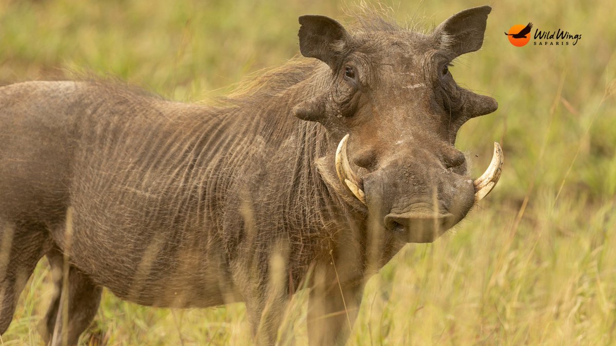 WildWingsSafari tweet picture