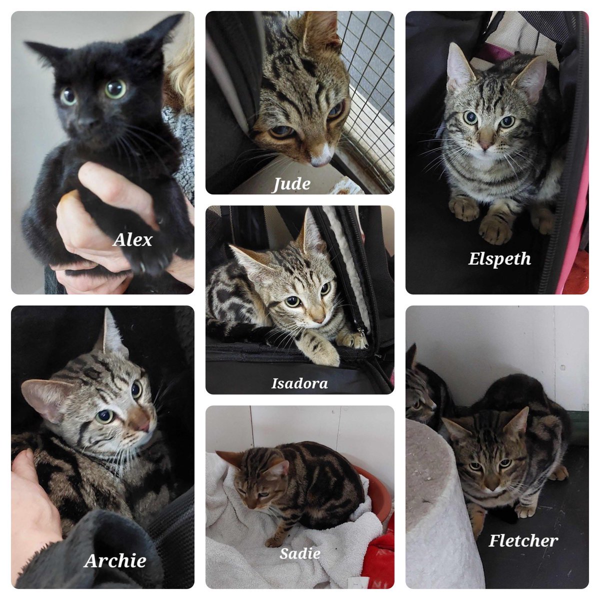 The seven cats that were dumped at our gate 😿 All unneutered and no microchips, covered in fleas and with worms. All very scared but will be cared for now. #neuteryourcats #adoptdontshop