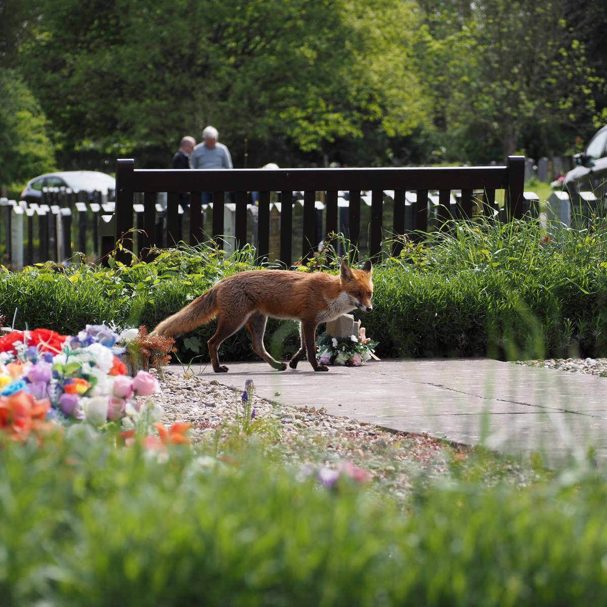 #FoxOfTheDay Fox Trot….. I often walk the path of the fox, I call it the Fox Trot walk.