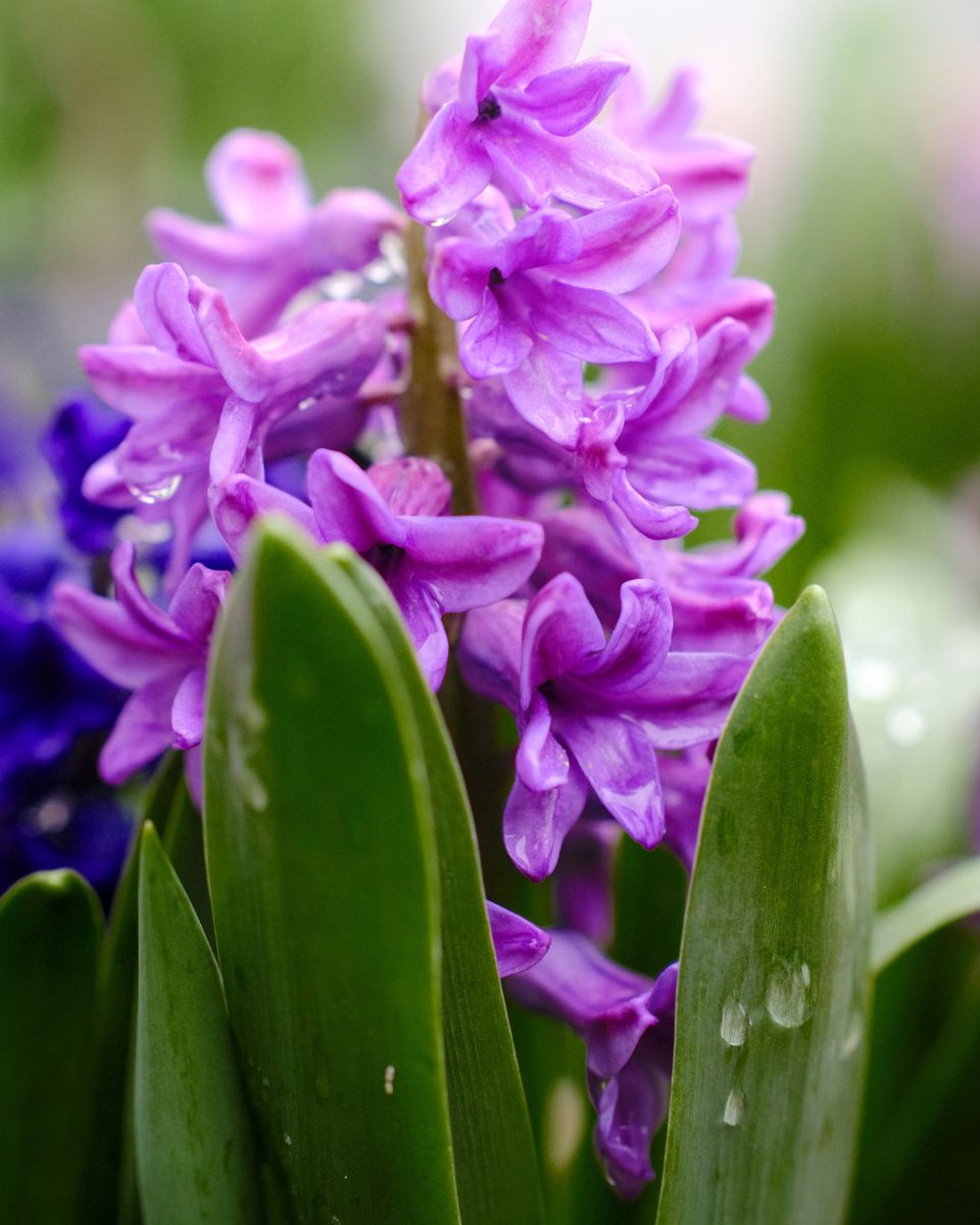 A happy hyacinth for #MagentaMonday. Hope you have a wonderful gardening day #GardeningTwitter #GardeningX #Flowers