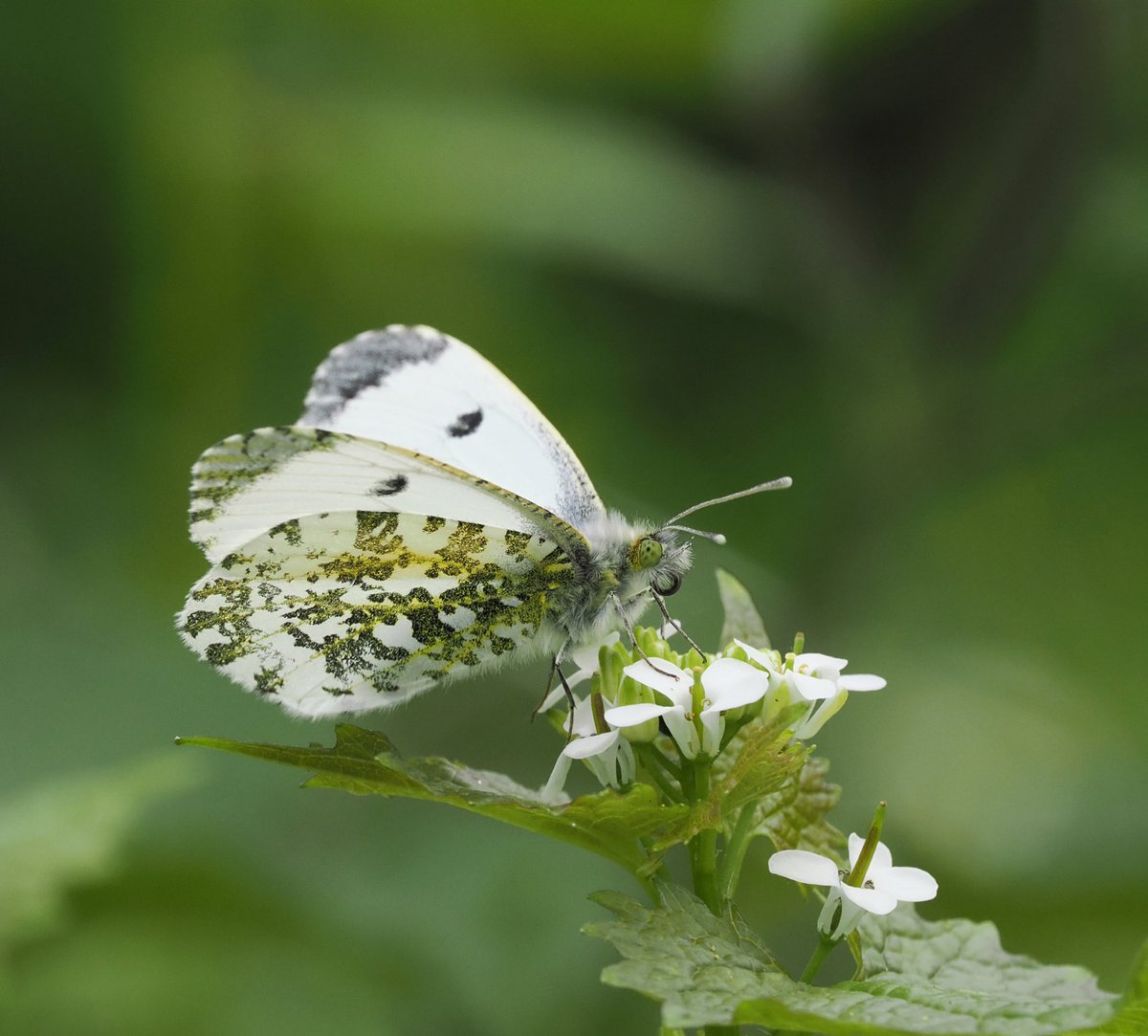 I watched this female Orange Tip visiting Garlic Mustard flowers to lay her eggs. In woodland in @RSPBMinsmere

#butterflies #butterfly #wildlife #wildlifephotography #nature #NaturePhotography
@savebutterflies @SuffolkRecorder @BC_Suffolk @Natures_Voice @NatureUK @BBCSpringwatch