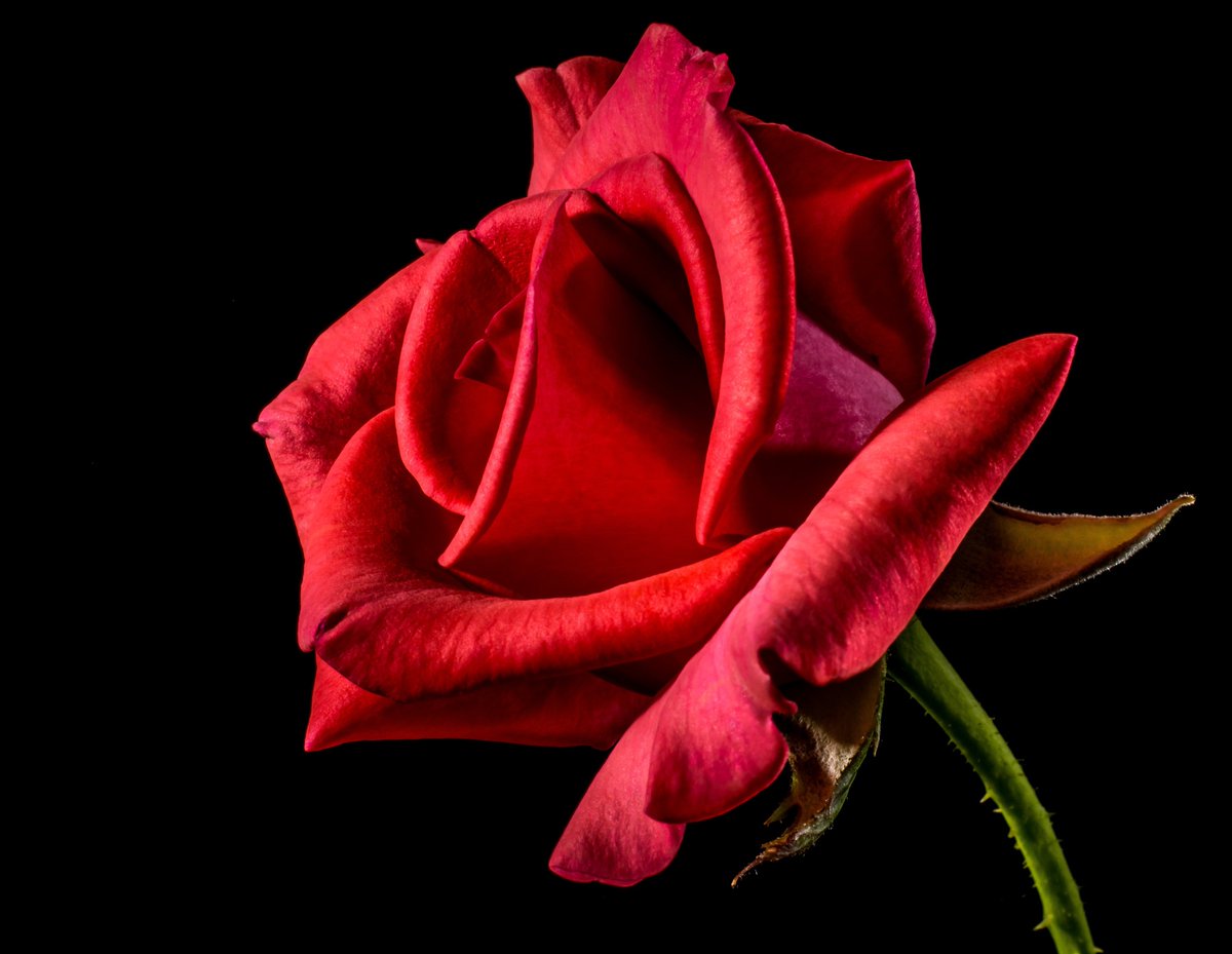 Brushed with the color of a thousand days at sea She fills my sails now Her wind chops as she kisses me Our bodies in a tangle this lovely rose of fate No thorn can pierce perfection Love is never late #vss365 #brushed #chop #Poetry