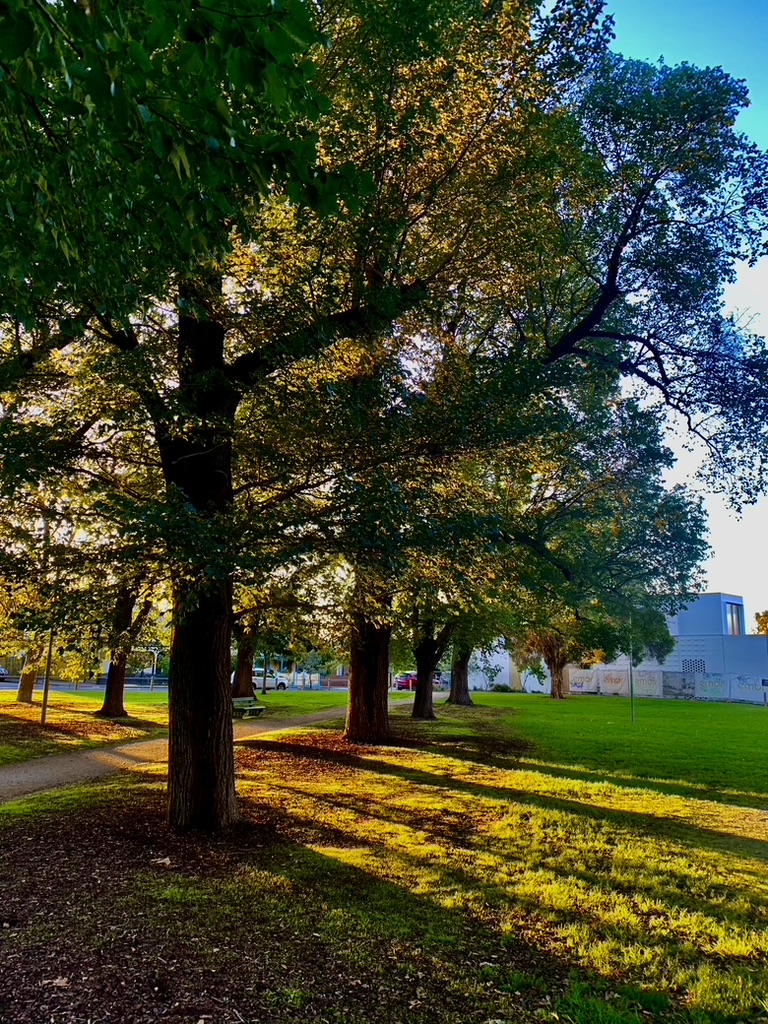 ninakillham's tweet photo. The long golden rays of a Melbourne afternoon. #savethetrees #savetheparks #savetheplanet https://t.co/qMS7S00JD6