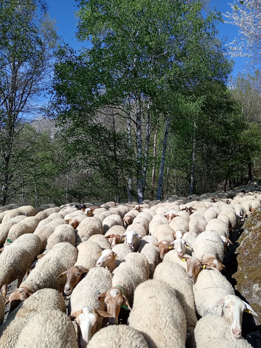 Els pastors practiquen l'ofici més antic del Pirineu
La saviesa ancestral dels antics pobladors ha arribat fins als pastors d'avui,a través d'innombrables generacions
Ells coneixen les entranyes de la terra, la fesomia de totes les ovelles del ramat..
#Pastors
#MuntanyesMaleïdes