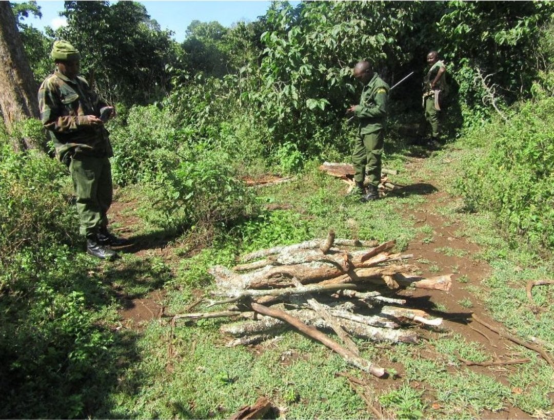 Our dedicated rangers uncover an illegal logging site deep within the Mt. Kenya forest.

➡️ Learn More 🔗 mountkenyatrust.org/habitat-wildli…

#IllegalLogging #StopLogging #MKT_Operations #MountKenyaTrust
