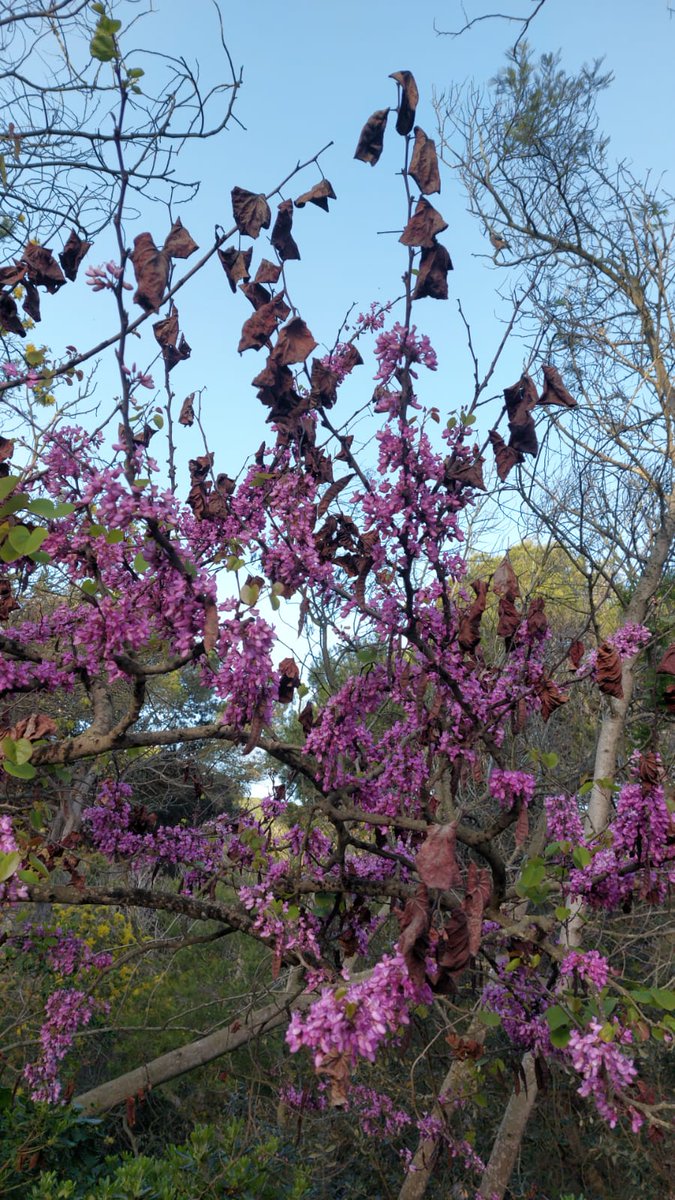 AgroSALVI,S.L. tweet media