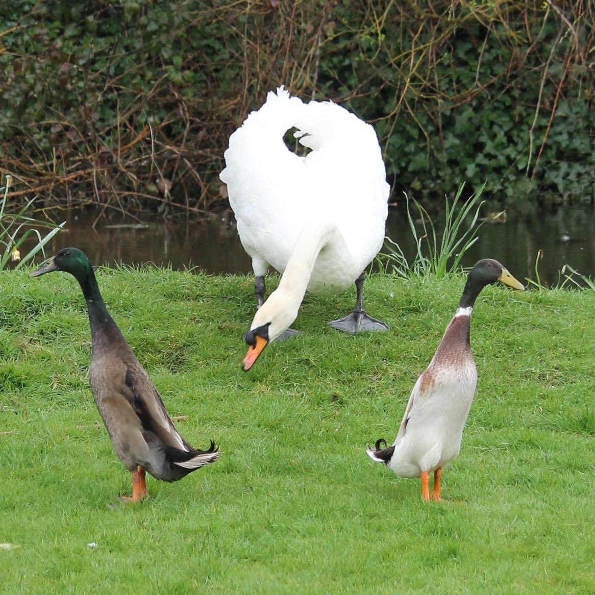 A memory popped up from 8 years ago. It’s an actual photo - no manipulation. These two runner ducks used to live on the river. They were very funny.