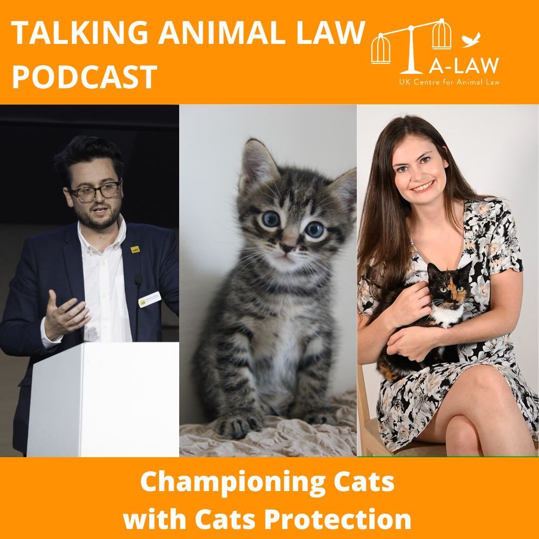 Listen in to our discussion with Stefan Blakiston Moore and Madison Rogers from the charity, Cats Protection @CatsAdvocacy about their wide-ranging advocacy work for cats. Listen here ➡️ buff.ly/4aAw2KI or on your preferred podcast platform . #TalkingAnimalLaw #cats