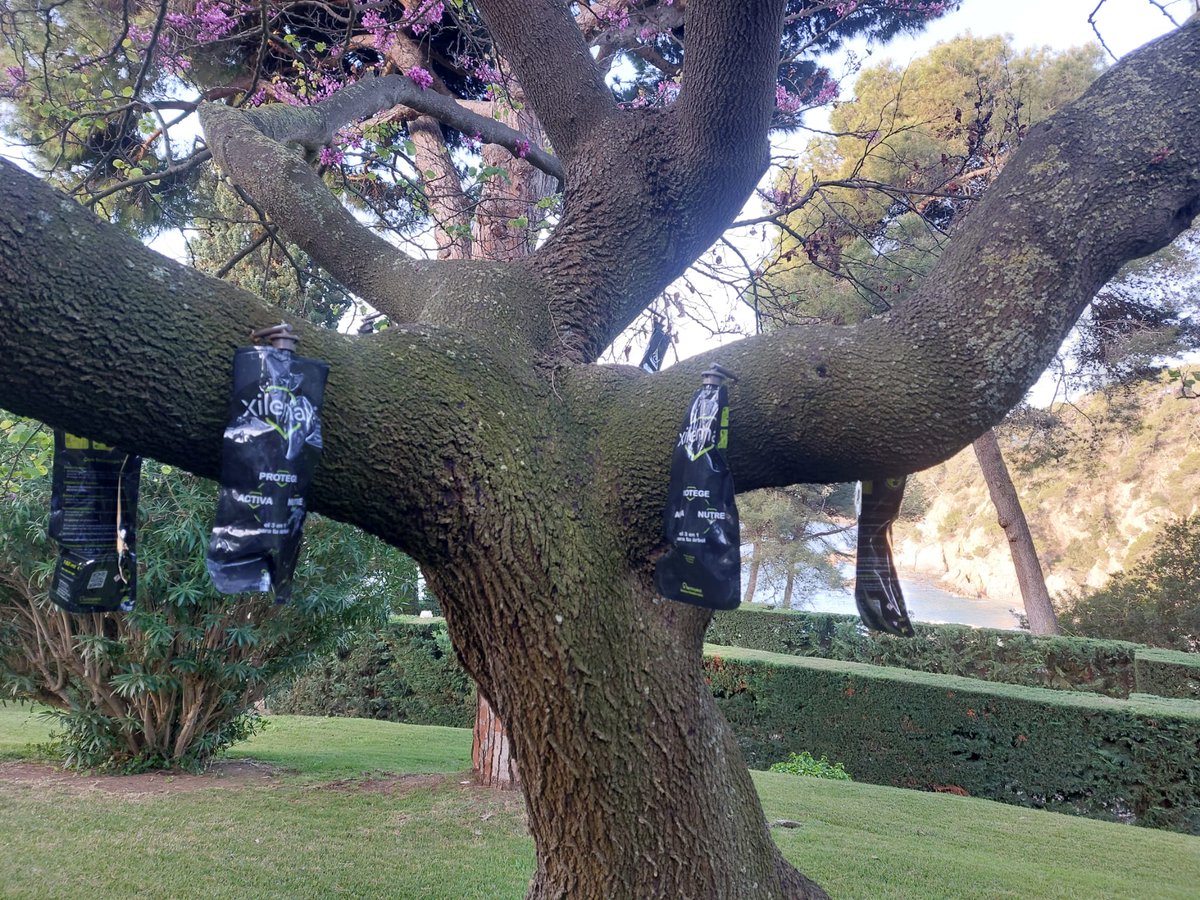 Coneixeu la Problemàtica de L'escarabat de l'ambrosia Xylosandrus compactus?
Estem fent Assaig amb Ynject XILEMAX + Epik per prevenir i protegir contra aquesta plaga en Cercis.
Estudiarem l'eficàcia d'aquesta tècnica d'Endoteràpia de <a href="/fertinyect/">Fertinyect - Somos Endoterapia 🌳</a>
Anirem informant!!!