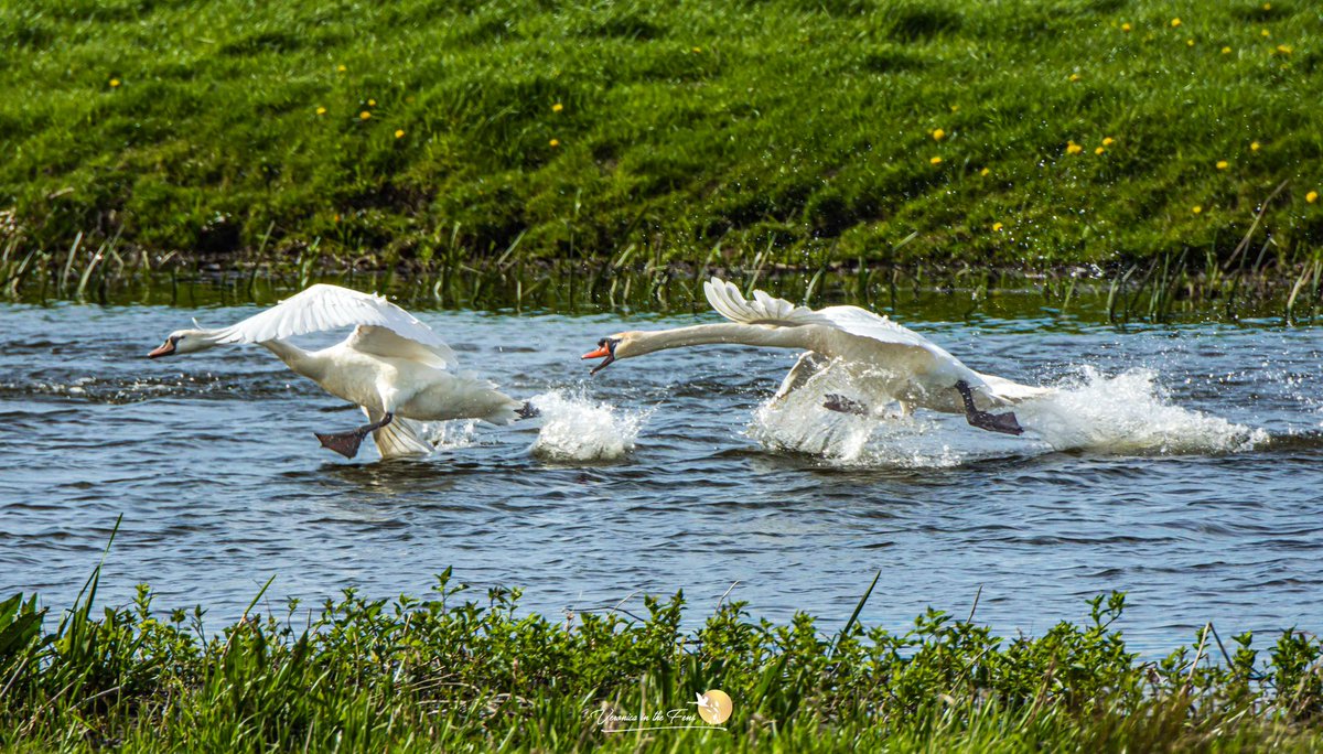 Good morning & Happy New week! There was a lot of action @RSPBLakenheath yesterday 😅 Always enjoy a walk there 🌤️