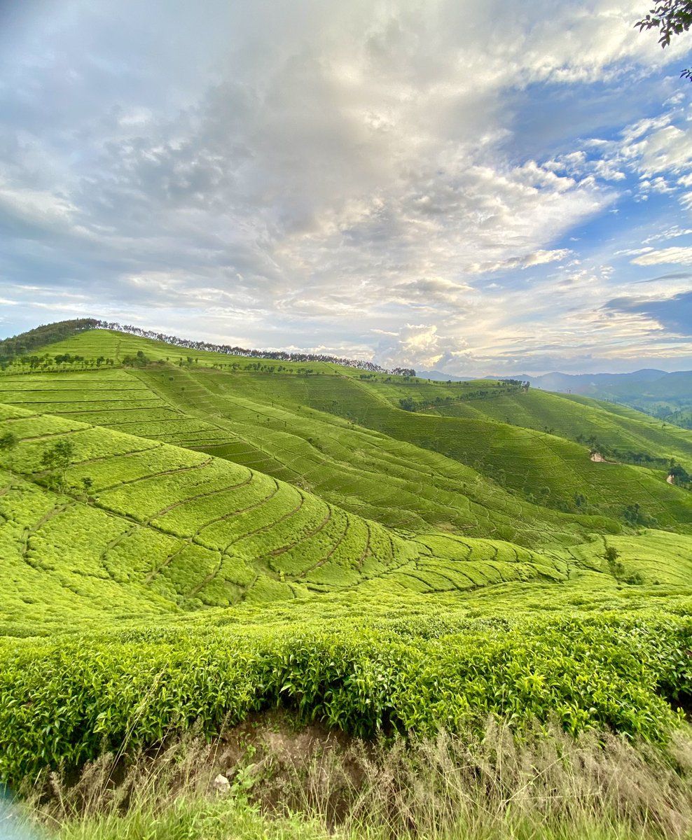 A country of a thousand hills #RwandaTea #MountainTea