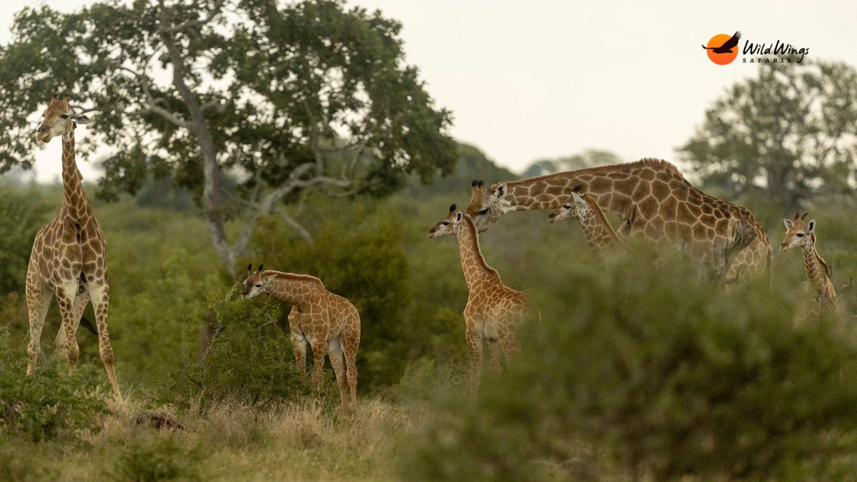 WildWingsSafari tweet picture