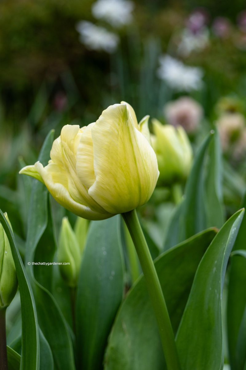 One of my new tulips for this week's #CheeringUpMondays Isn't it a beauty. More on the blog: buff.ly/4cVwtB5 

#MondayMotivation #gardening