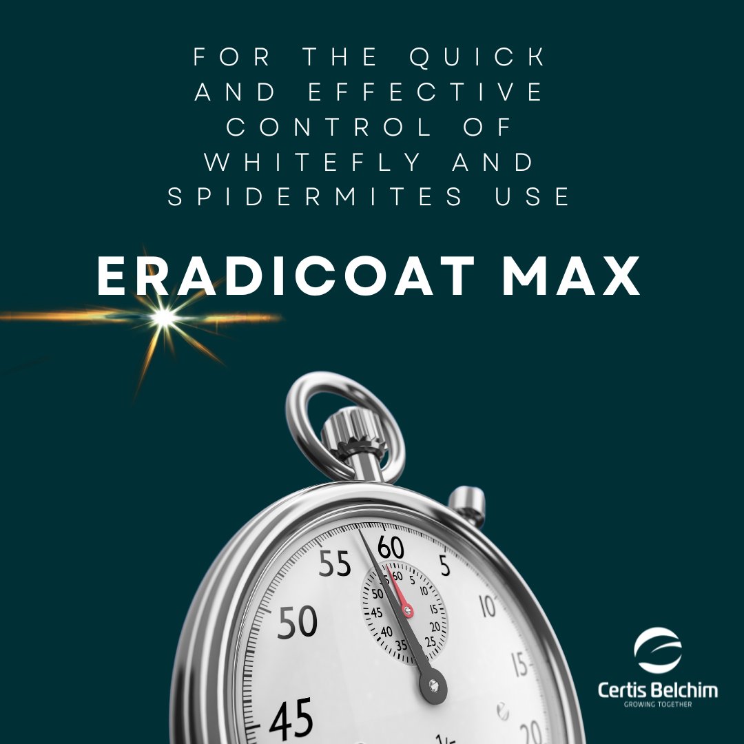 Eradicoat Max is designed to make it even easier to control whitefly and spidermite in all crops under permanent protection with a full enclosure.⁠ ⁠ For more info, visit -certisbelchim.co.uk/products/eradi… #whitefly #eradicoatmax #glasshouse