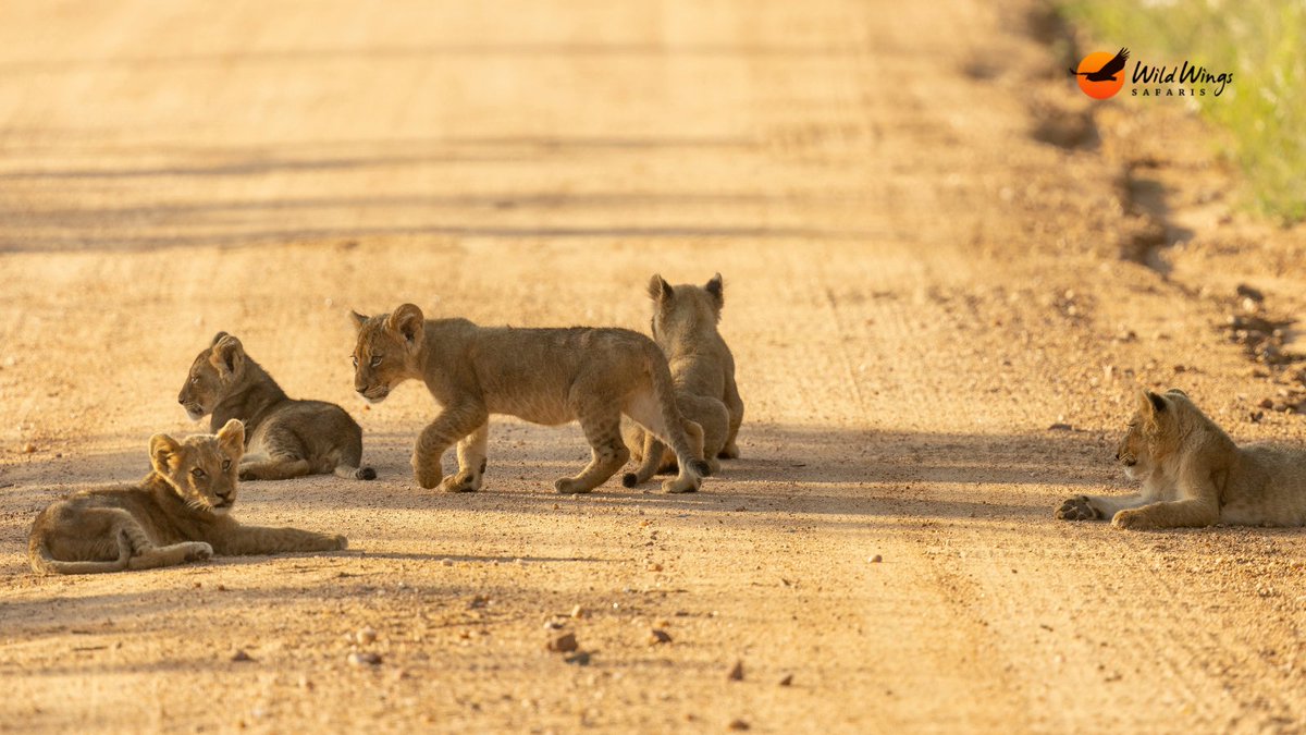 Lions cubs 😍 Part 5. 📷 Simon Vegter 📍 Kruger National Park