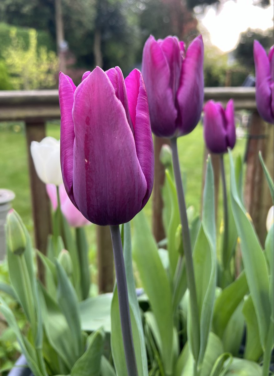 It’s the start of another week and it’s #tulips galore at the moment!! Happy #MagentaMonday everyone, have a lovely day!🌷💜♥️🩷🌷#mygarden #Spring2024 #MondayMotivation #GardeningX