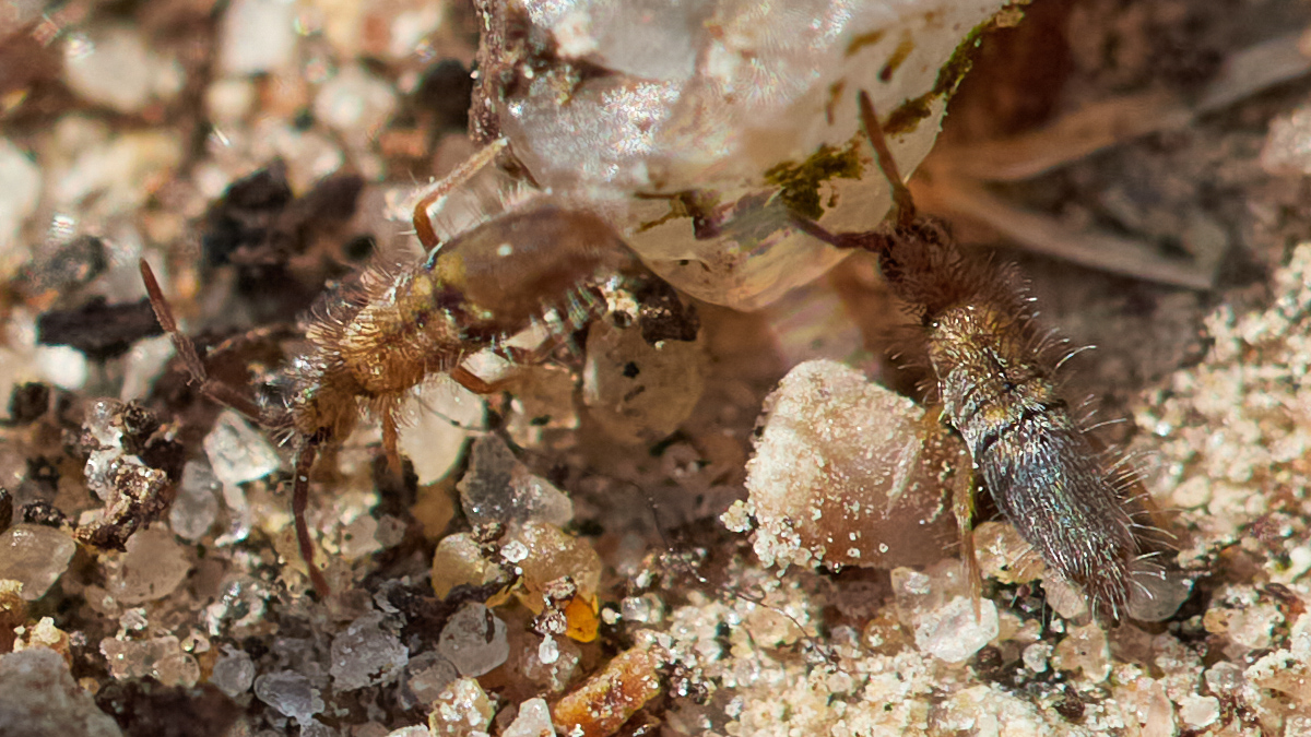 marie's macro photography tweet media