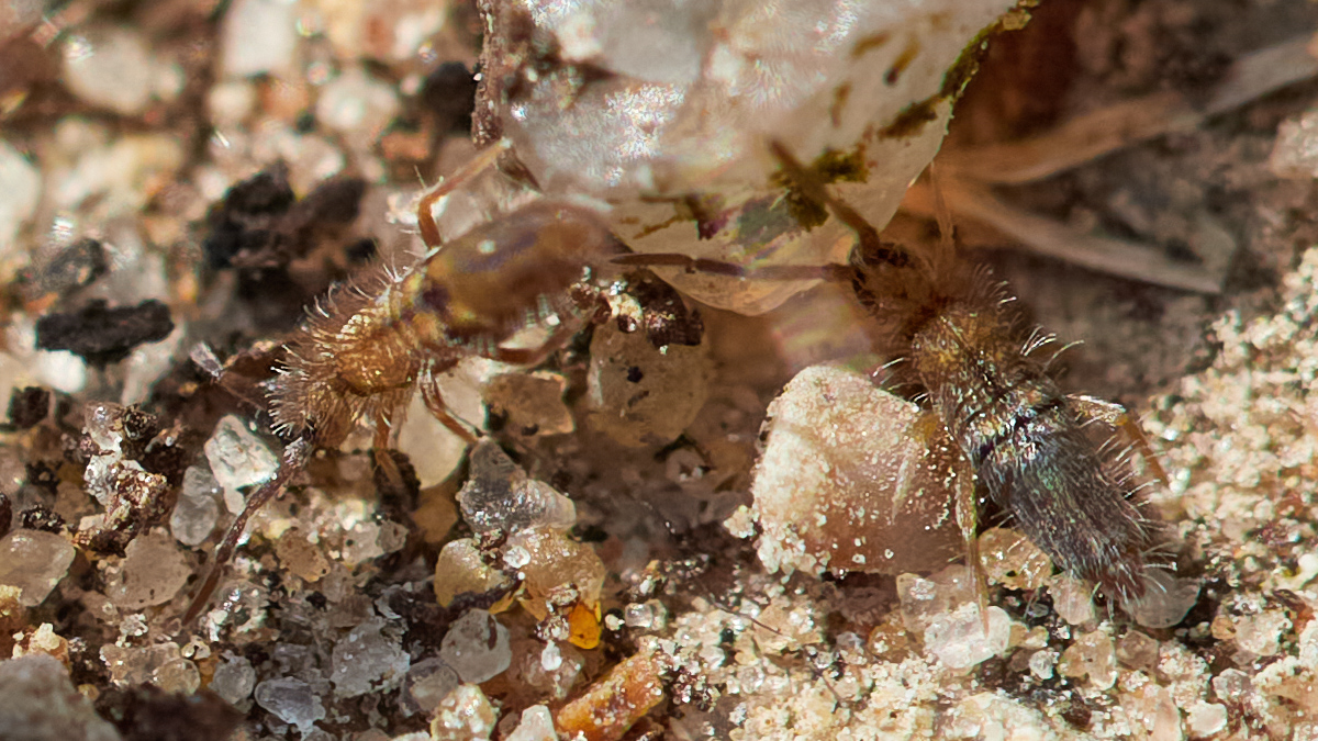 marie's macro photography tweet media