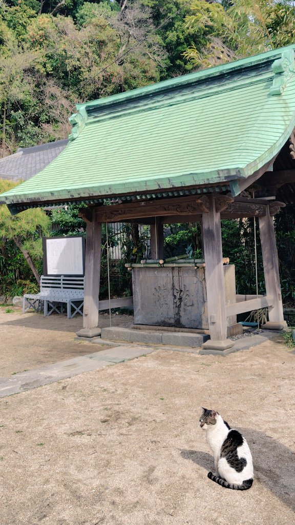 oregkiru's tweet photo. ある日のドライブ🛻
#浦賀
#東叶神社 ⛩️へ
神社の主(?)の #お猫様 🐱🐾
少女にナデナデされてた
かわいい💞
一方、神社前の海がなんとなくうら寂しい😶🌊 https://t.co/fX8VxmQcjx