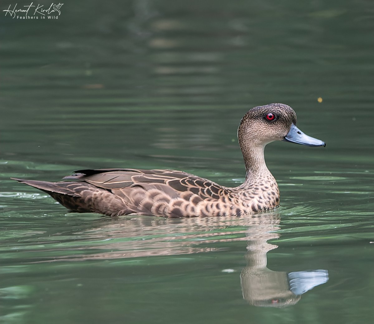 Our today's theme is 'Waterfowl Wonders'. Do post your favorite waterfowl species. Most liked pic in comment, will be reposted. Do vote for best pic.

 Sunda Teal - Anas gibberifrons

#IndiAves #ThePhotoHour #WaterfowlWonders