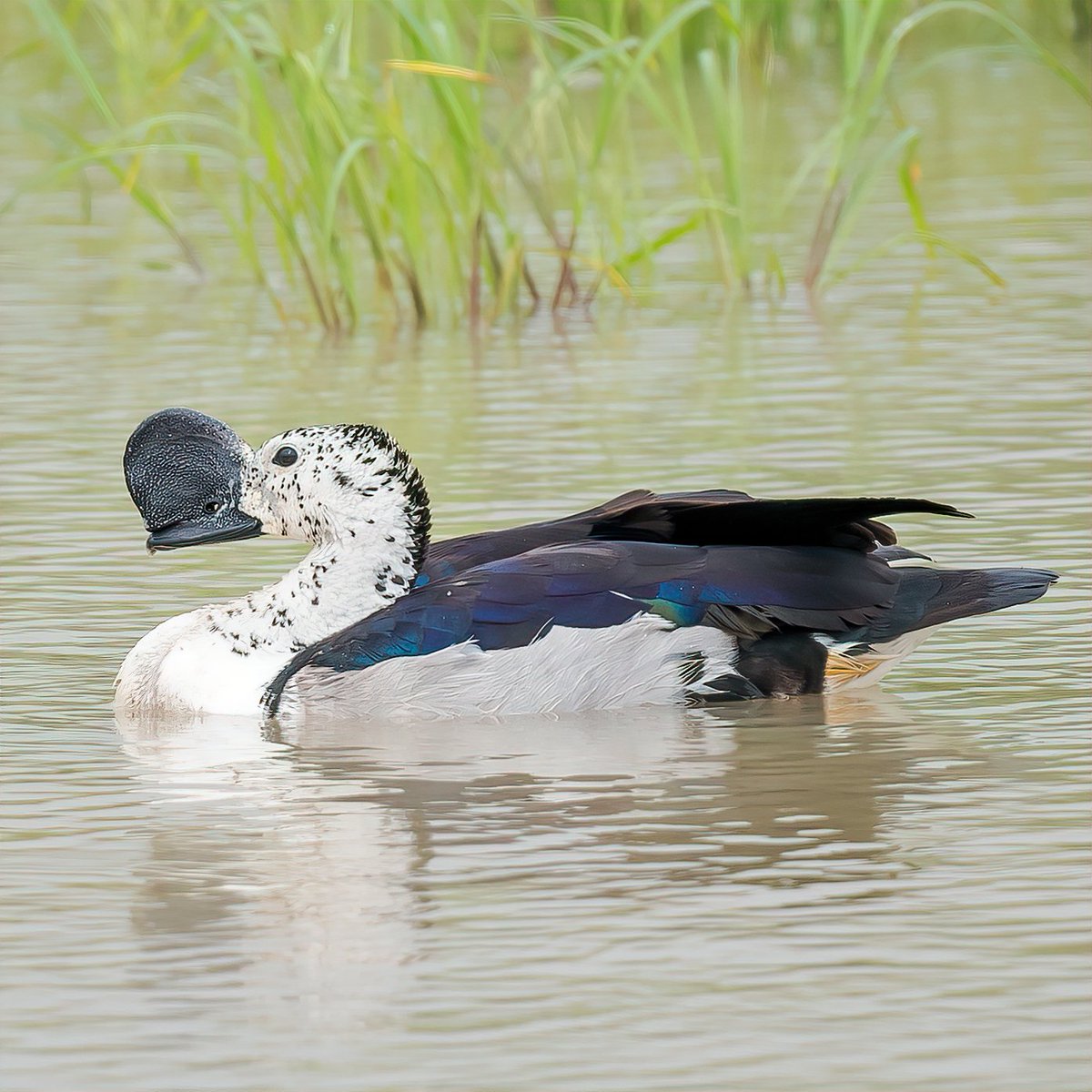 Continuing our today's theme 'Waterfowl Wonders', do post your favorite waterfowl species. Most liked pic in comment, will be reposted. Do vote for best pic. Knob-billed Duck #IndiAves #ThePhotoHour #WaterfowlWonders