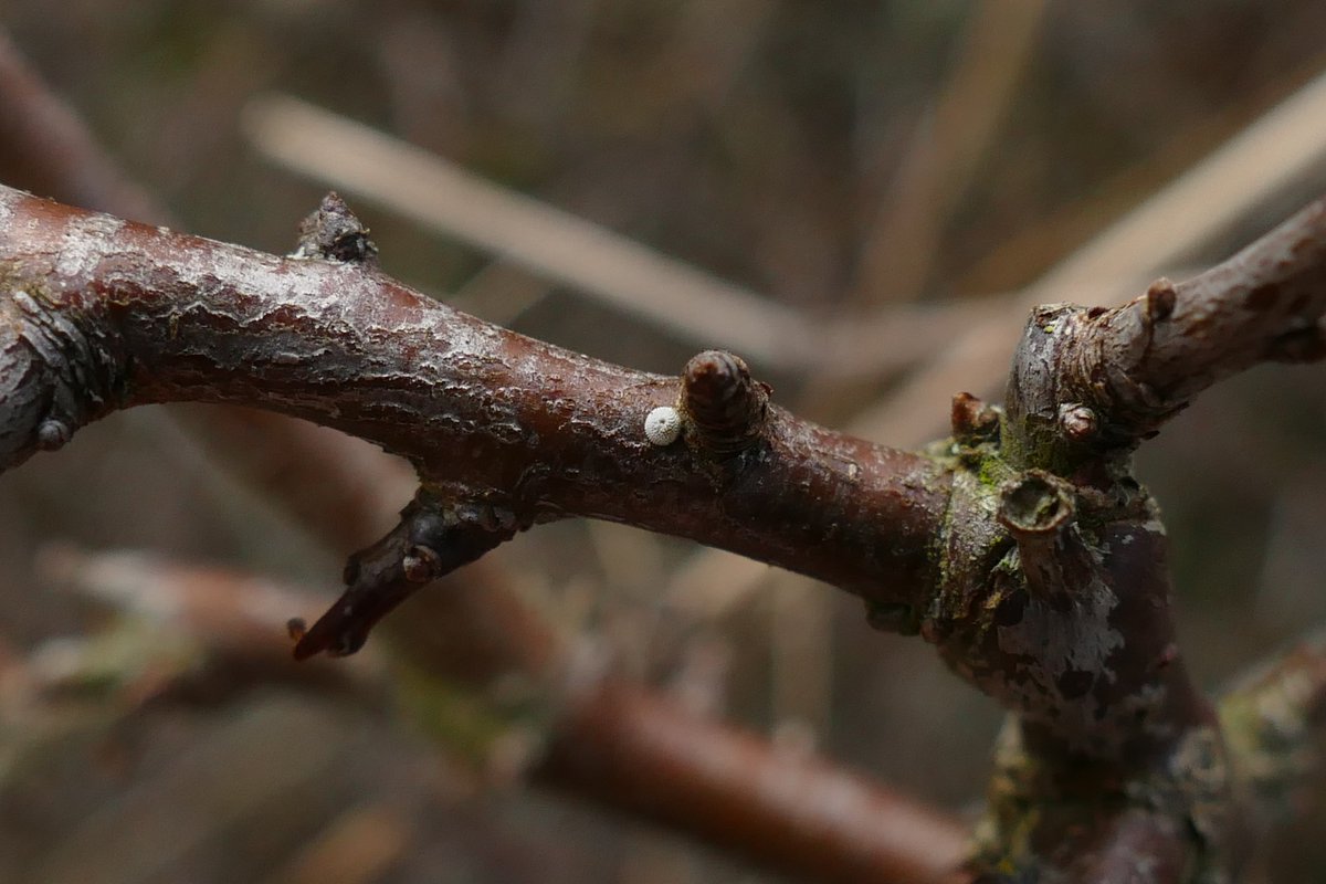 Jan-Mar 24 I found a total of 7 Brown Hairstreak eggs at 3 locations in Epping Forest in 14hrs searching. RS tells me one has hatched within maybe the last week or so.