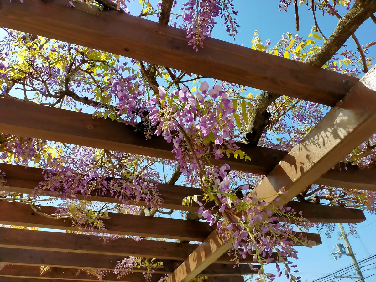 枚方市　中宮公園の八重桜と藤の花
住宅街の小さな公園ですがきれいに咲いていました。