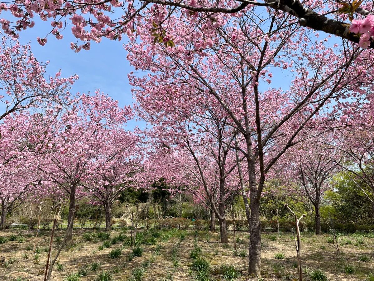 深山の花園　八重桜 4/15（月）12時撮影 秩父市荒川エリア、深山の花園の八重桜がほぼ満開になりました🌸約300本の八重桜が咲き誇り、春爛漫の景色が広がっています☺️散るのが早そうですので、お早めにお越しください！ 詳細や開花状況は、秩父観光なびをご覧ください！ navi.city.chichibu.lg.jp/p_flower/20504/