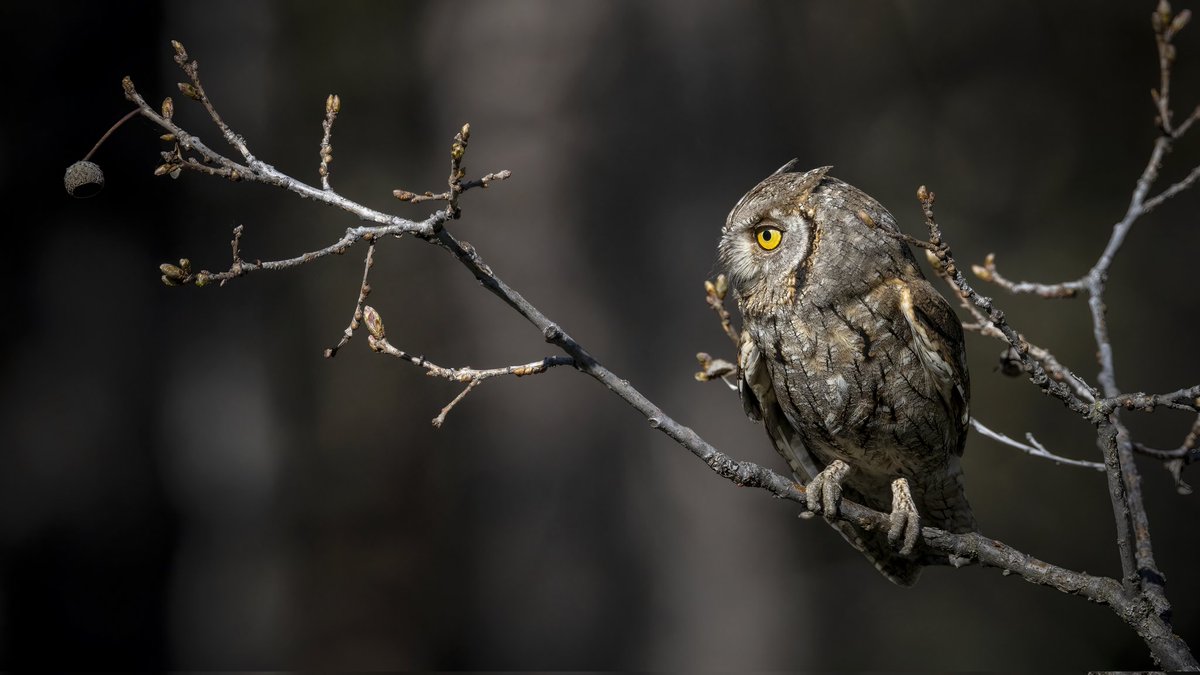 Eurasian Scops Owl/İshakkuşu 2024 Malatya🇹🇷