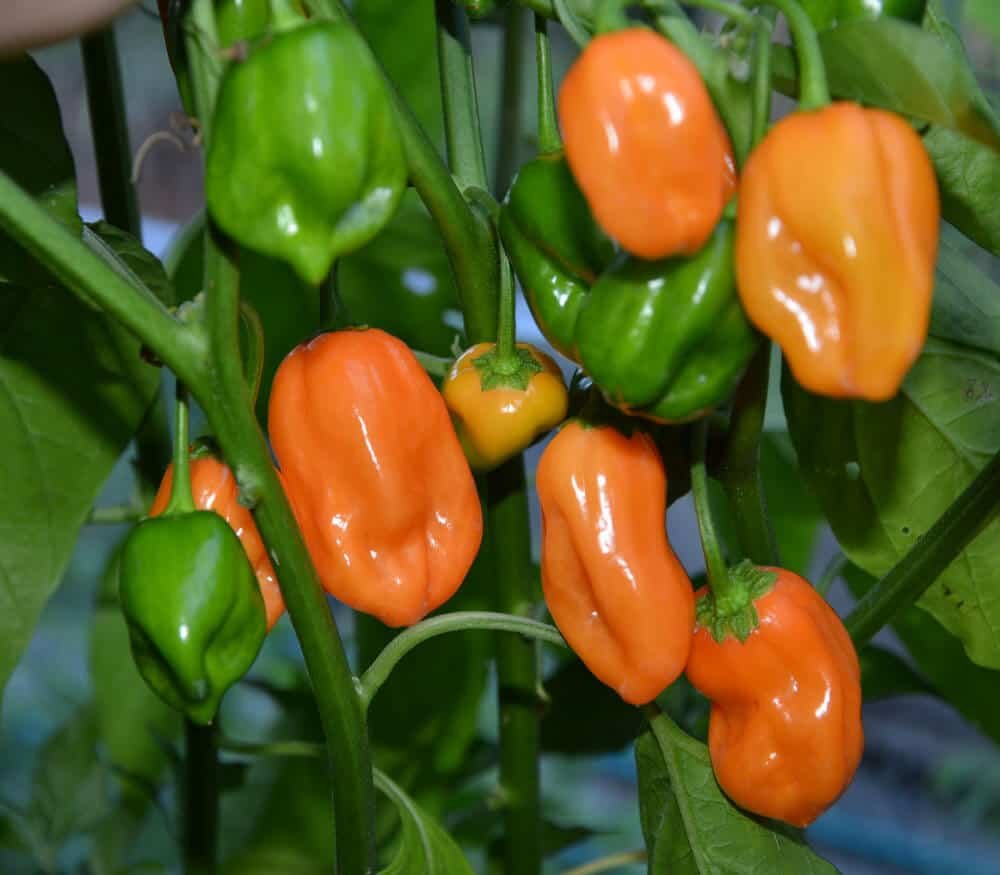 📌Get ready for a fiery harvest from @GisagaraDistrict, Kigembe sector! A farmer is gearing up to deliver 500kg of Habanero peppers weekly starting May 25th. Secure your pre-order now by visiting ehaho.rw/pre-order/2024… orcall at +250786506040.